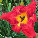 Hemerocallis 'Ruby Slippers of Oz'