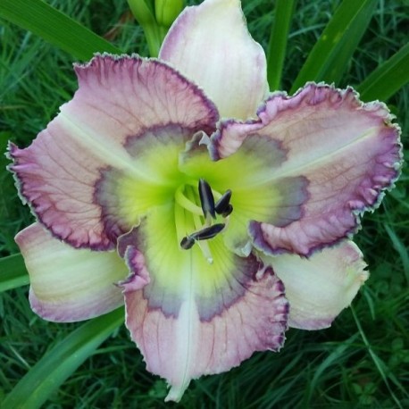 Hemerocallis 'Rumi's Blues'