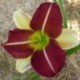 Hemerocallis 'Russel Bicolor'