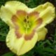 Hemerocallis 'Russian Easter'