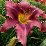 Hemerocallis 'Russian Rhapsody'