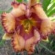 Hemerocallis 'Russian Temple'