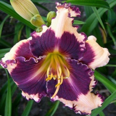 Hemerocallis 'Sabine Baur'