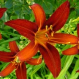 Hemerocallis 'Sammy Russell'