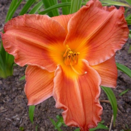 Hemerocallis 'Sand Sandals'