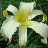 Hemerocallis 'Scandinavia'