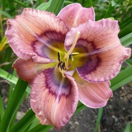 Hemerocallis 'Screen Pattern'