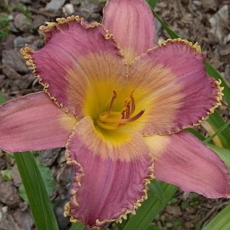 Hemerocallis 'Sea Urchin'