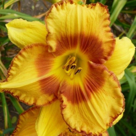 Hemerocallis 'Sea Warrior'