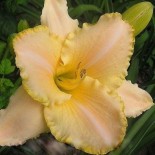 Hemerocallis 'Serena Sunburst'