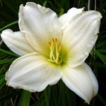 Hemerocallis 'Serene Madonna'