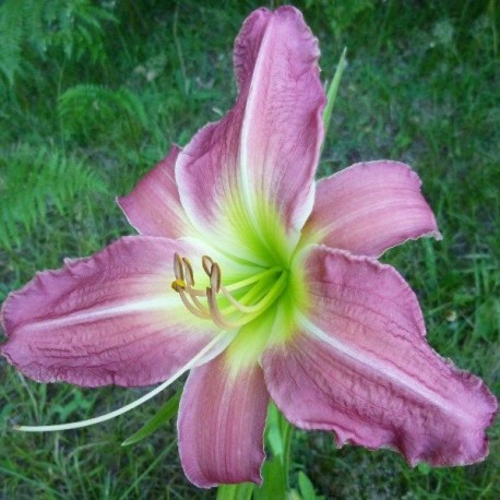 Hemerocallis 'Shaman'