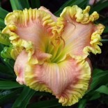 Hemerocallis 'Shamrock Love'