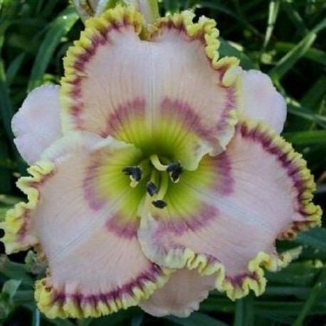 Hemerocallis 'Sharon Joker'