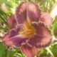 Hemerocallis 'She's a Mystery'