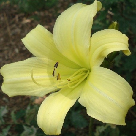 Hemerocallis 'Shooting Star'