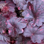 Heuchera 'Midnight Rose'