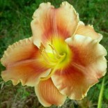 Hemerocallis 'Shy Tiger'