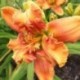 Hemerocallis 'Sigourney'