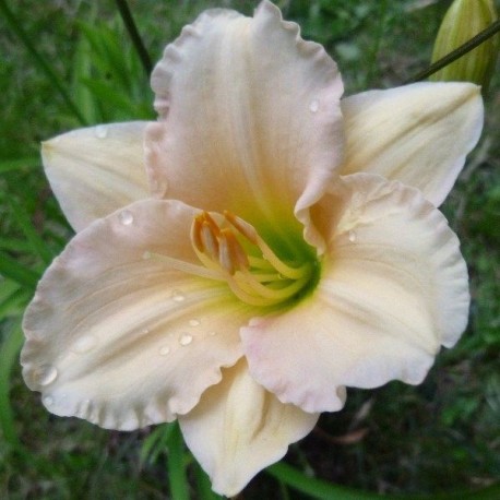 Hemerocallis 'Siloam Angel Blush'