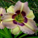 Hemerocallis 'Siloam Bo Beep'