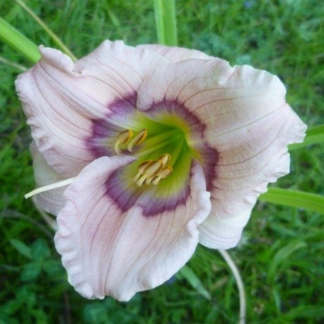 Hemerocallis 'Siloam David Kirchhoff'