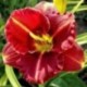 Hemerocallis 'Siloam Grace Stamile'