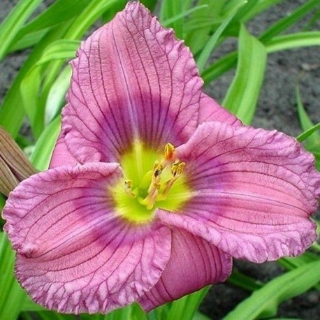 Hemerocallis 'Siloam New Toy'