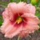 Hemerocallis 'Siloam Ribbon Candy'