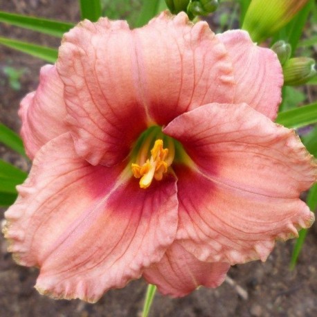 Hemerocallis 'Siloam Ribbon Candy'