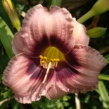 Hemerocallis 'Siloam Tee Tiny'