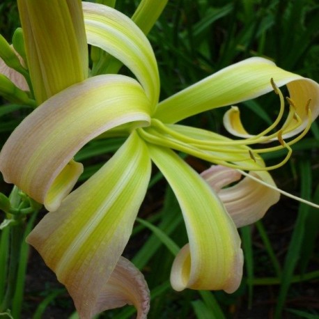 Hemerocallis 'Skinwalker'