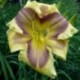 Hemerocallis 'Small World Magical Watercolor'