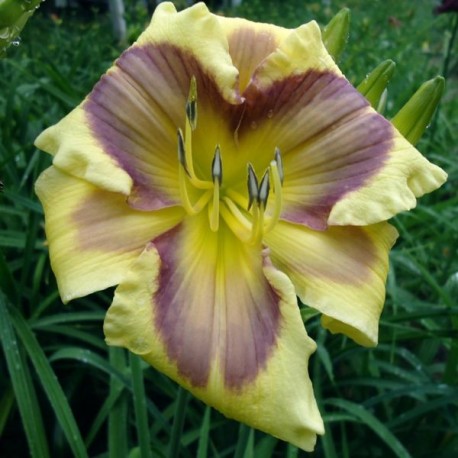 Hemerocallis 'Small World Magical Watercolor'