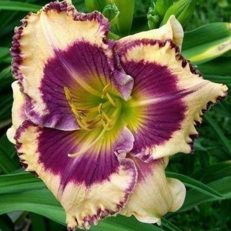 Hemerocallis 'Smooth Talker'