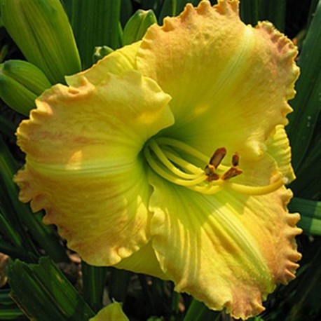 Hemerocallis 'Smugglers Gold'