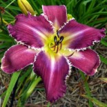 Hemerocallis 'Snaggle Tooth'