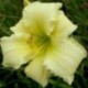 Hemerocallis 'So Lovely'