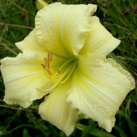 Hemerocallis 'So Lovely'