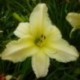 Hemerocallis 'Soft Cashmere'