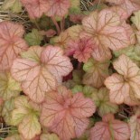 Heuchera 'Pinot Gris'