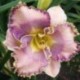 Hemerocallis ''Solo Girl'