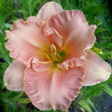 Hemerocallis 'Someone Special'