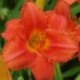 Hemerocallis 'South Seas'