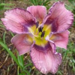 Hemerocallis 'Southbound Odyssee'