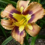 Hemerocallis 'Spacecoast Behavior Pattern'