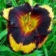 Hemerocallis 'Spacecoast Brazen Bandit'