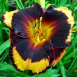 Hemerocallis 'Spacecoast Brazen Bandit'