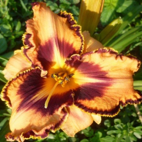 Hemerocallis 'Spacecoast Gone Bulldoggin'