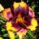 Hemerocallis 'Spacecoast Little Big Eye'